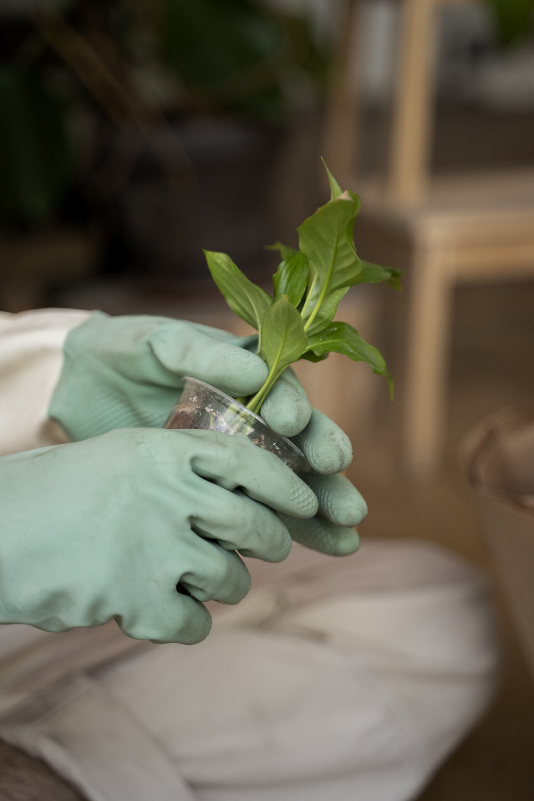 person-transplanting-plants-new-pots